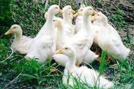 White pekin